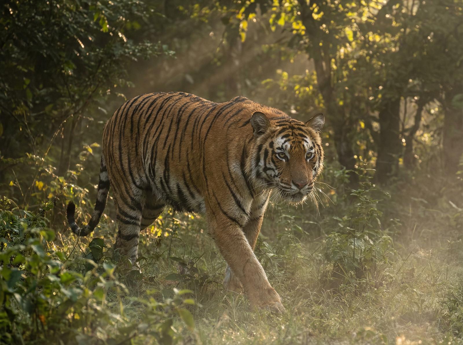 芒果视频老虎丛林视频